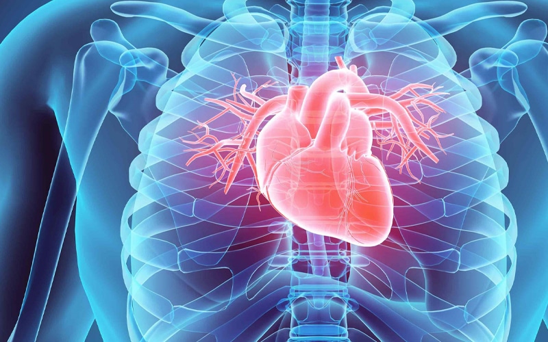 heart X-ray illustration