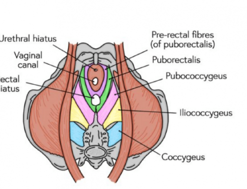 The Pelvic Floor
